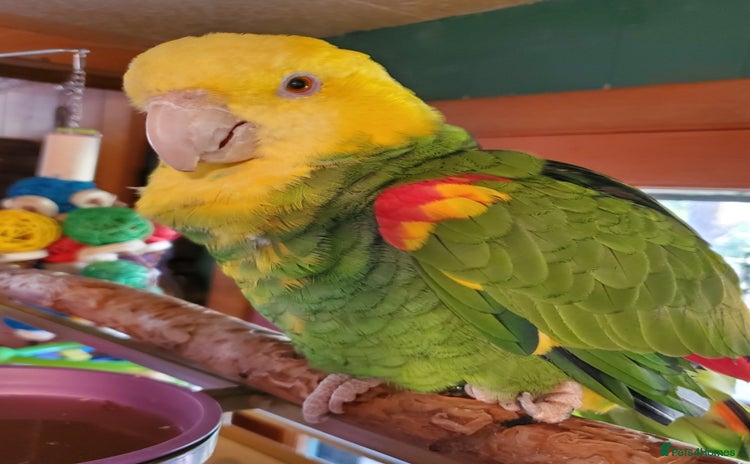 Parrots birds - Advert 2