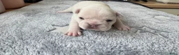 French Bulldog dogs for sale: KC Frenchies, platinum/blue sable  - Advert 11