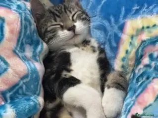 Aphrodite Giant cats Moose - Advert 8