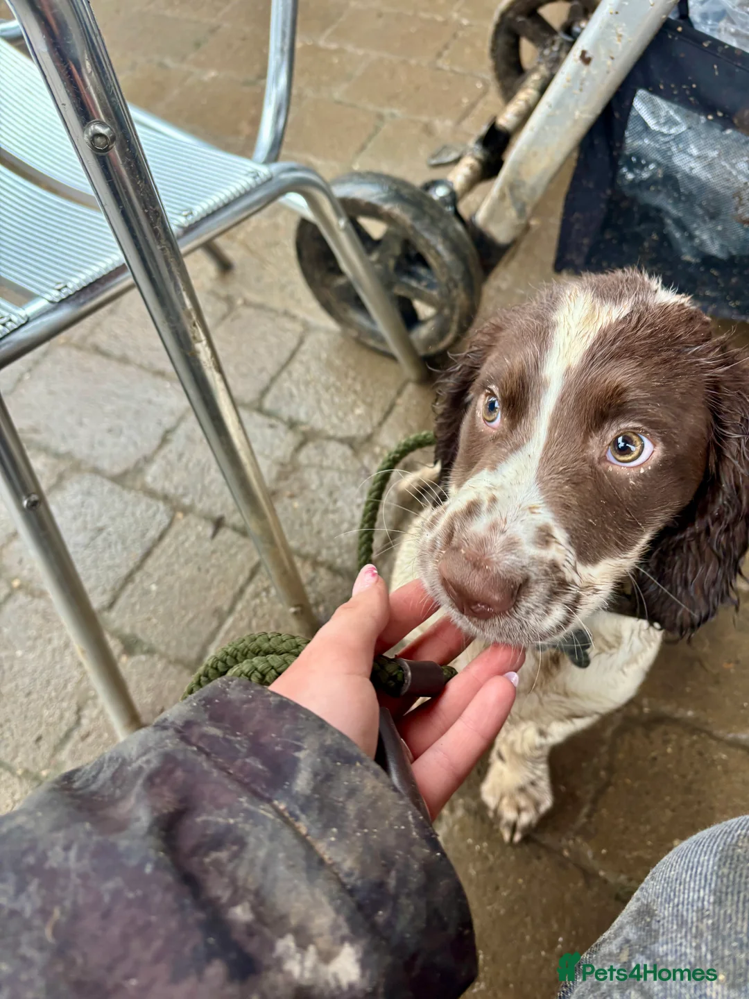 Sprocker dogs for sale: 20 week old sprocker spaniel for sale in Leicester - Advert 10