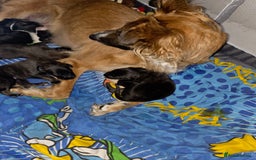 Mixed Breed dogs for sale: Gorgeous mixed Breed puppy - Image 2