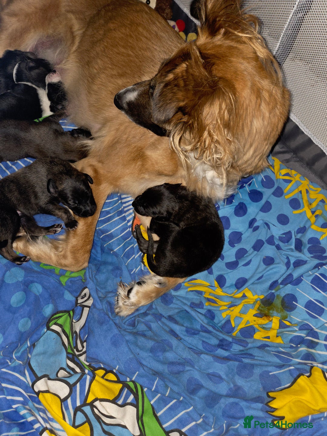 Mixed Breed dogs for sale: Gorgeous mixed Breed puppy - Image 2