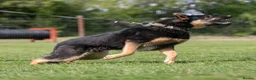 German Shepherd dogs for sale: KC registered GSD dog from old bloodlines  - Advert 1