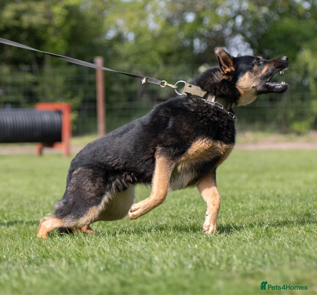 German Shepherd dogs for sale: KC registered GSD dog from old bloodlines  - Advert 1