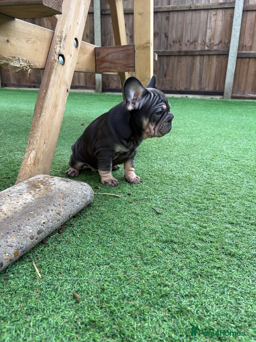 French Bulldog dogs for sale: Last 2 available  - Advert 3