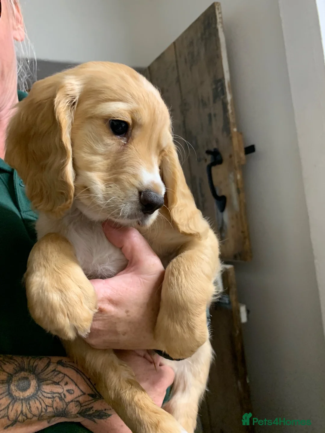 Cocker Spaniel dogs for sale: Golden cocker spaniel pups  - Advert 2