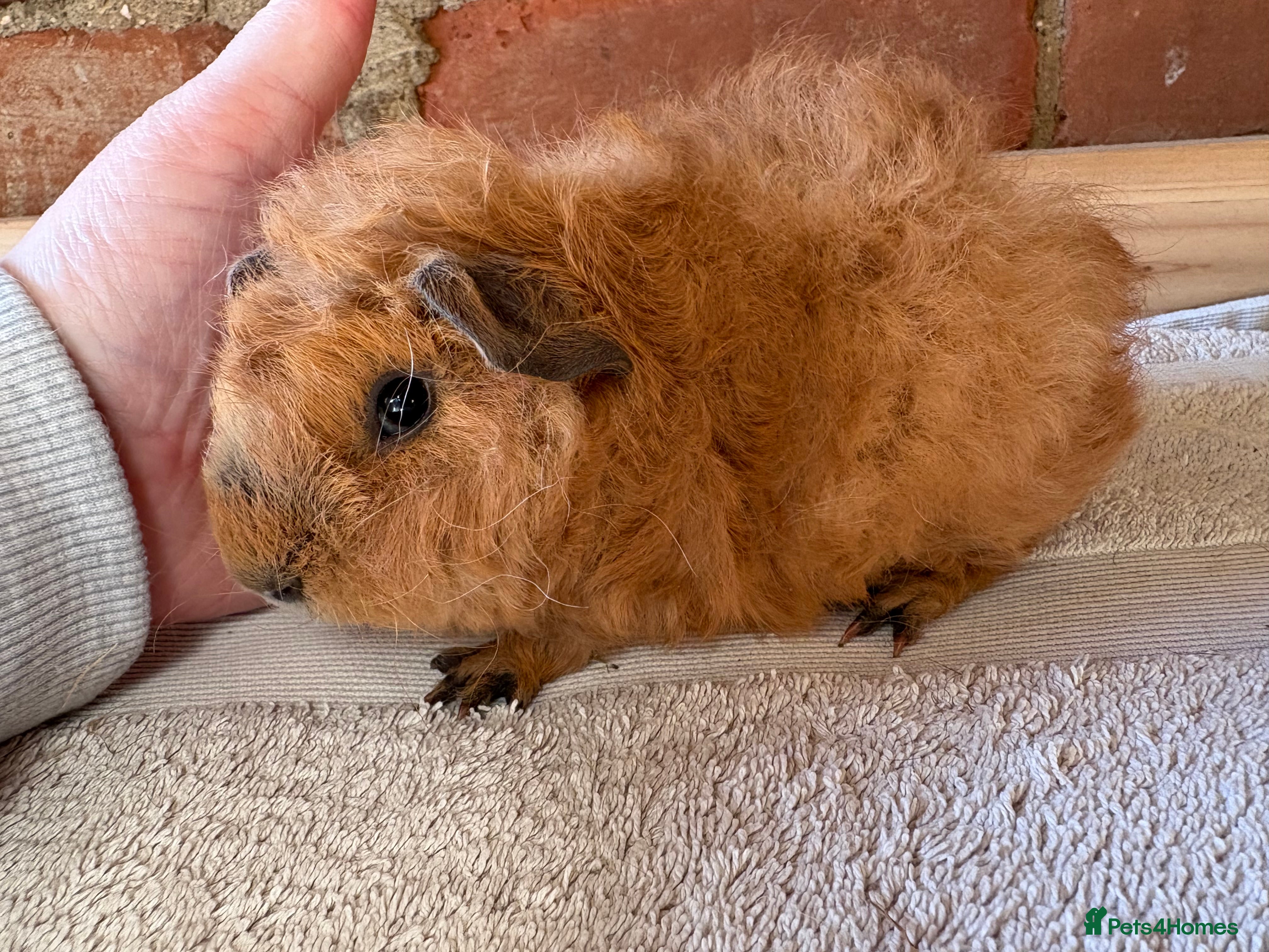 Guinea Pig rodents Lunkarya and Californian guinea pig  - Advert 1