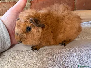 Guinea Pig rodents Lunkarya and Californian guinea pig - Advert 1