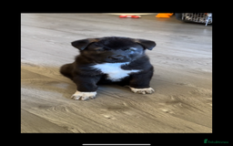 Akita dogs for sale: Akita puppies  - Image 16