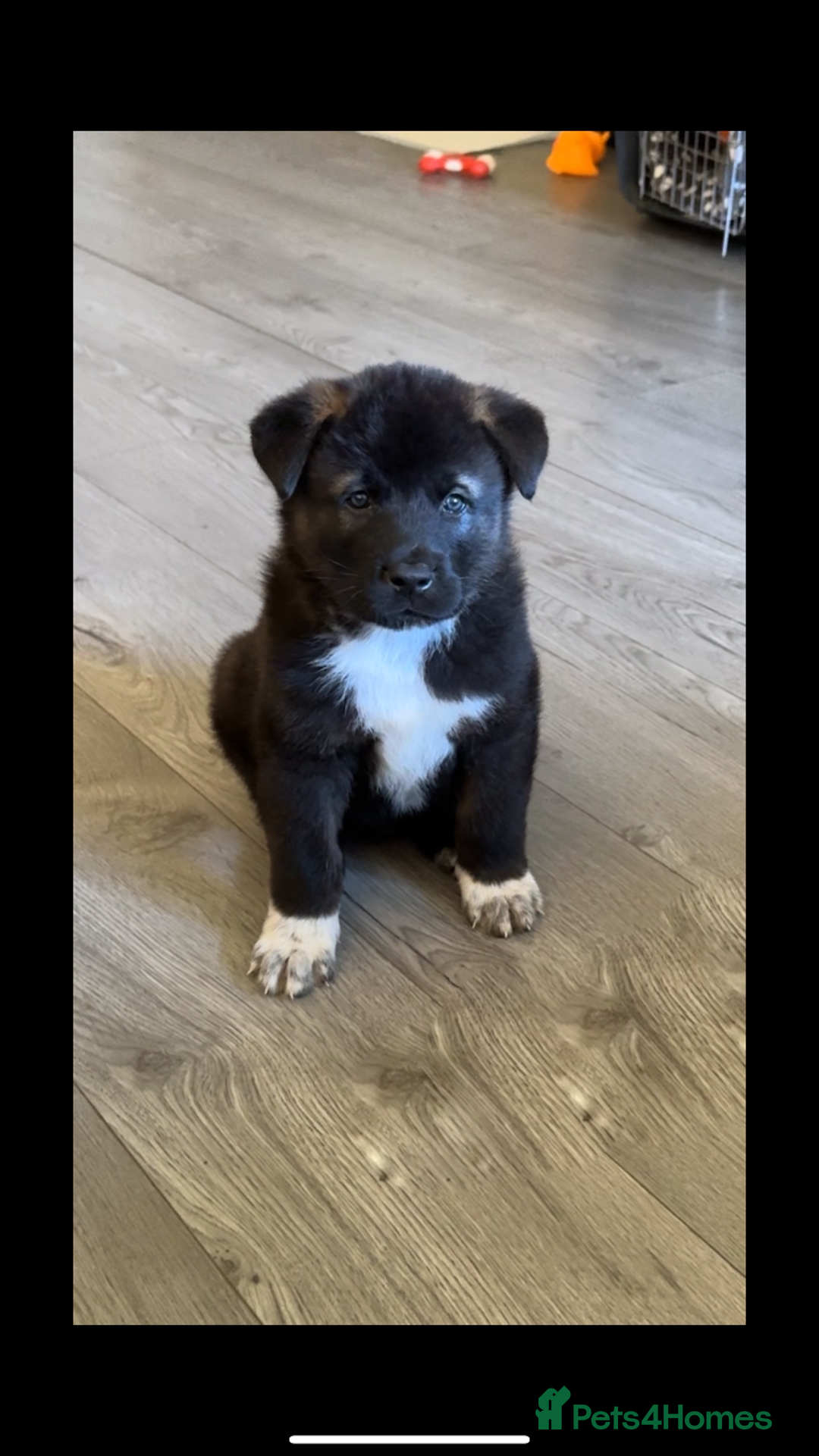 Akita dogs for sale: Akita puppies  - Image 16