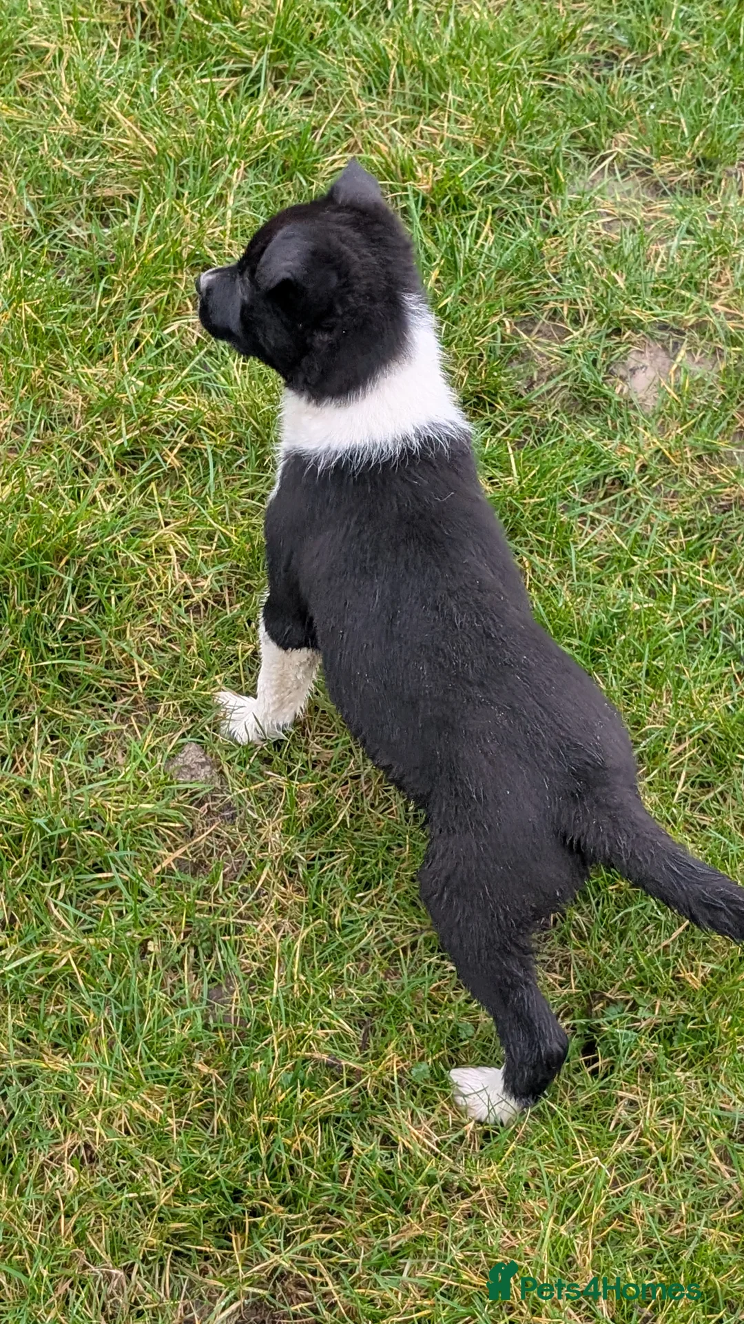 Border Collie dogs for sale: Traditional farm bred collies - Advert 2