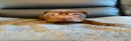 Shar Pei dogs for sale: Ready to leave now! Beautiful KC registered  - Advert 13