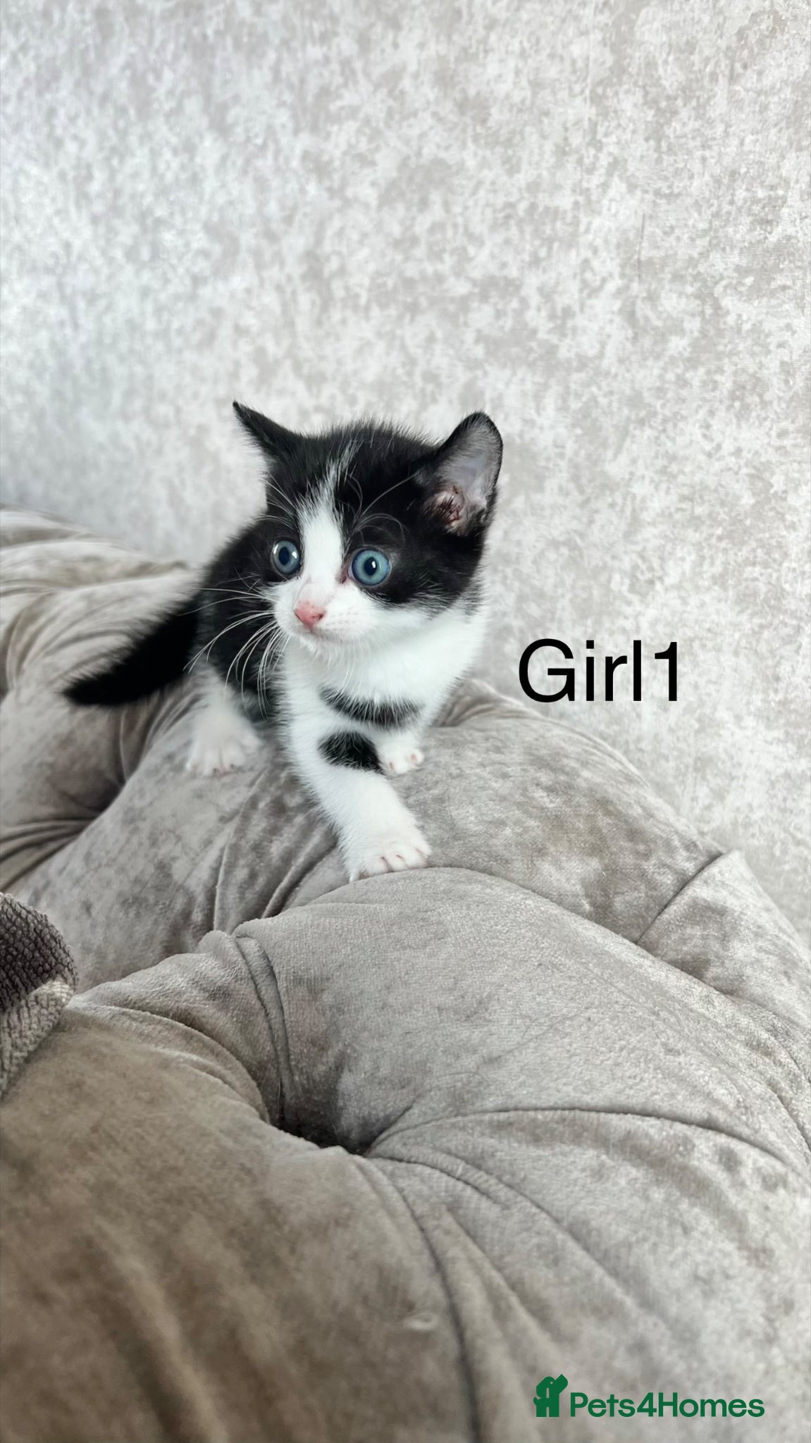 Mixed Breed cats Gorgeous Kittens  - Advert 20