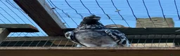 Pigeons birds for sale: Pakistani high flyers for sale  - Advert 4