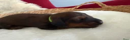 Miniature Dachshund dogs for sale: Show class mini longhair pups from Crufts winner  - Advert 16