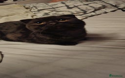 Scottish Fold cats for sale: Cappuccino Scottish fold-Reluctant sale - Advert 1