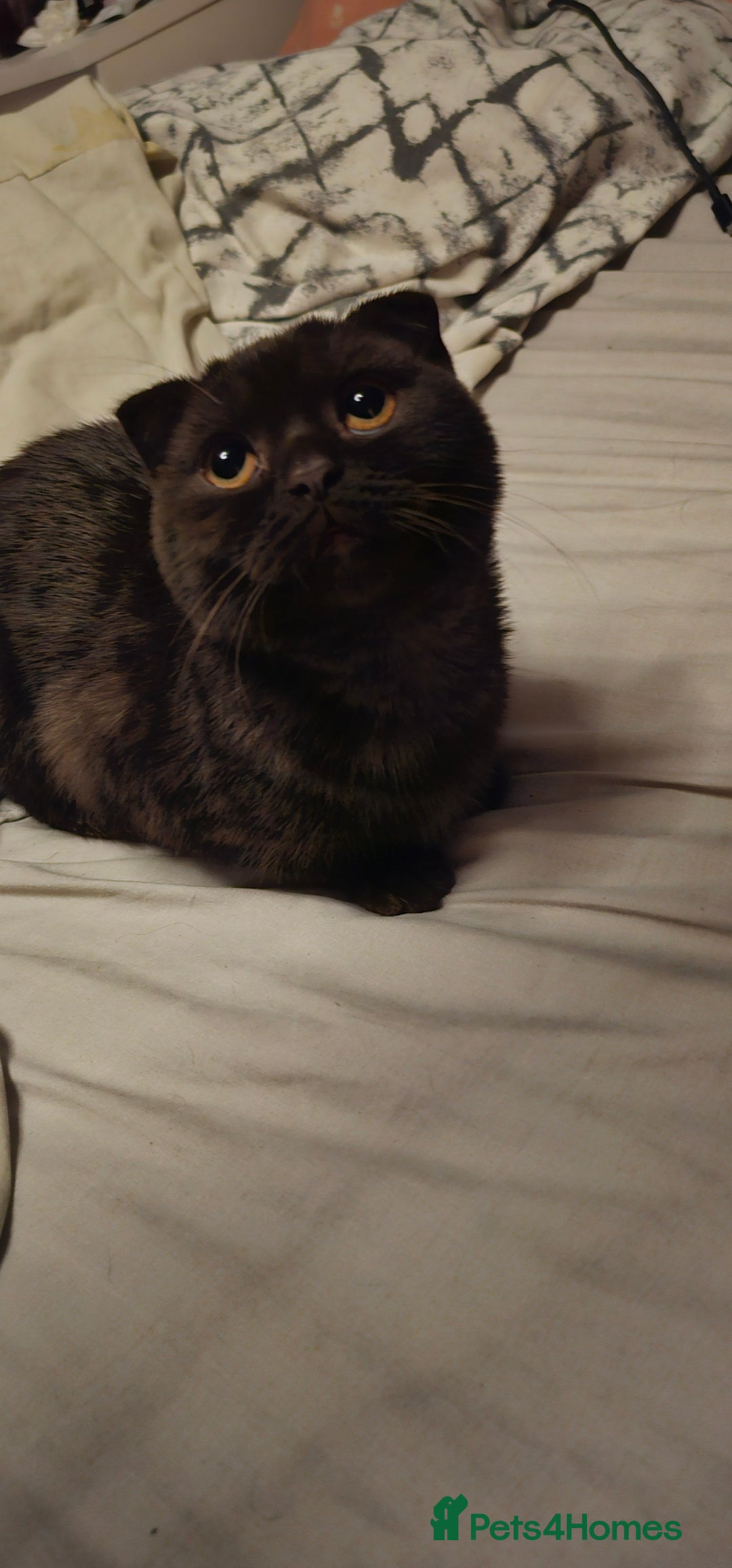 Scottish Fold cats for sale: Cappuccino Scottish fold-Reluctant sale - Advert 1