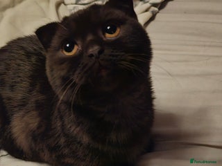 Scottish Fold cats Cappuccino Scottish fold-Reluctant sale - Advert 1