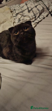 Scottish Fold cats Cappuccino Scottish fold-Reluctant sale - Advert 1