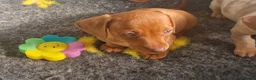 Miniature Dachshund dogs for sale: Fully vax'd Red Kc registered miniature dachshund  - Advert 3