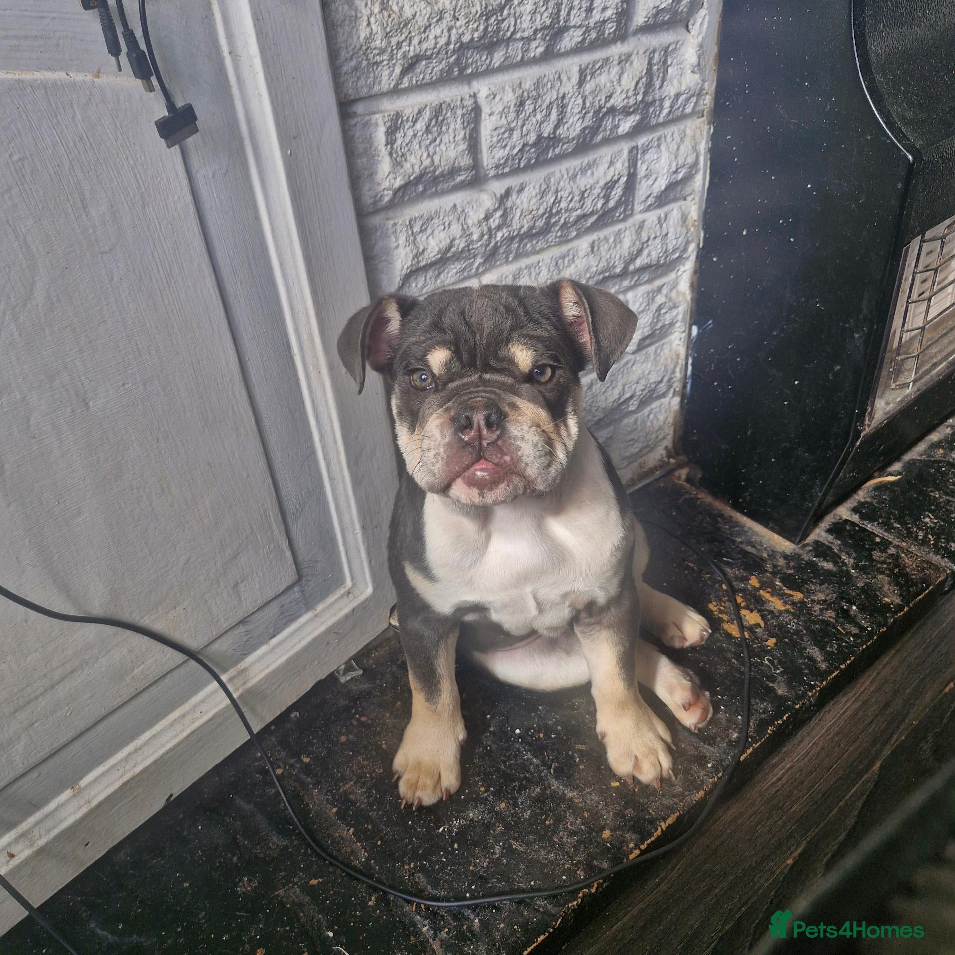 English Bulldog dogs 1 GIRL LEFT  KC REG BLUE TRI ENGLISH BULLDOG  - Advert 1