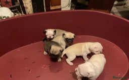 Pug dogs for sale: PUG PUPPIES - Image 7