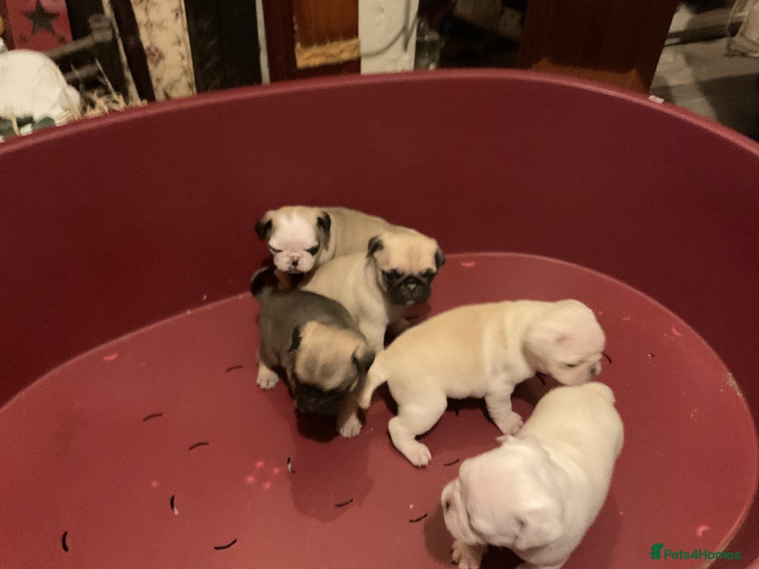Pug dogs for sale: PUG PUPPIES - Image 7