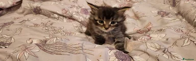 Maine Coon Kitten 3