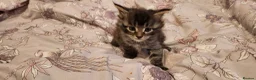 Maine Coon cats for sale: 3 Maine coon kittens for sale in Invergordon - Advert 4