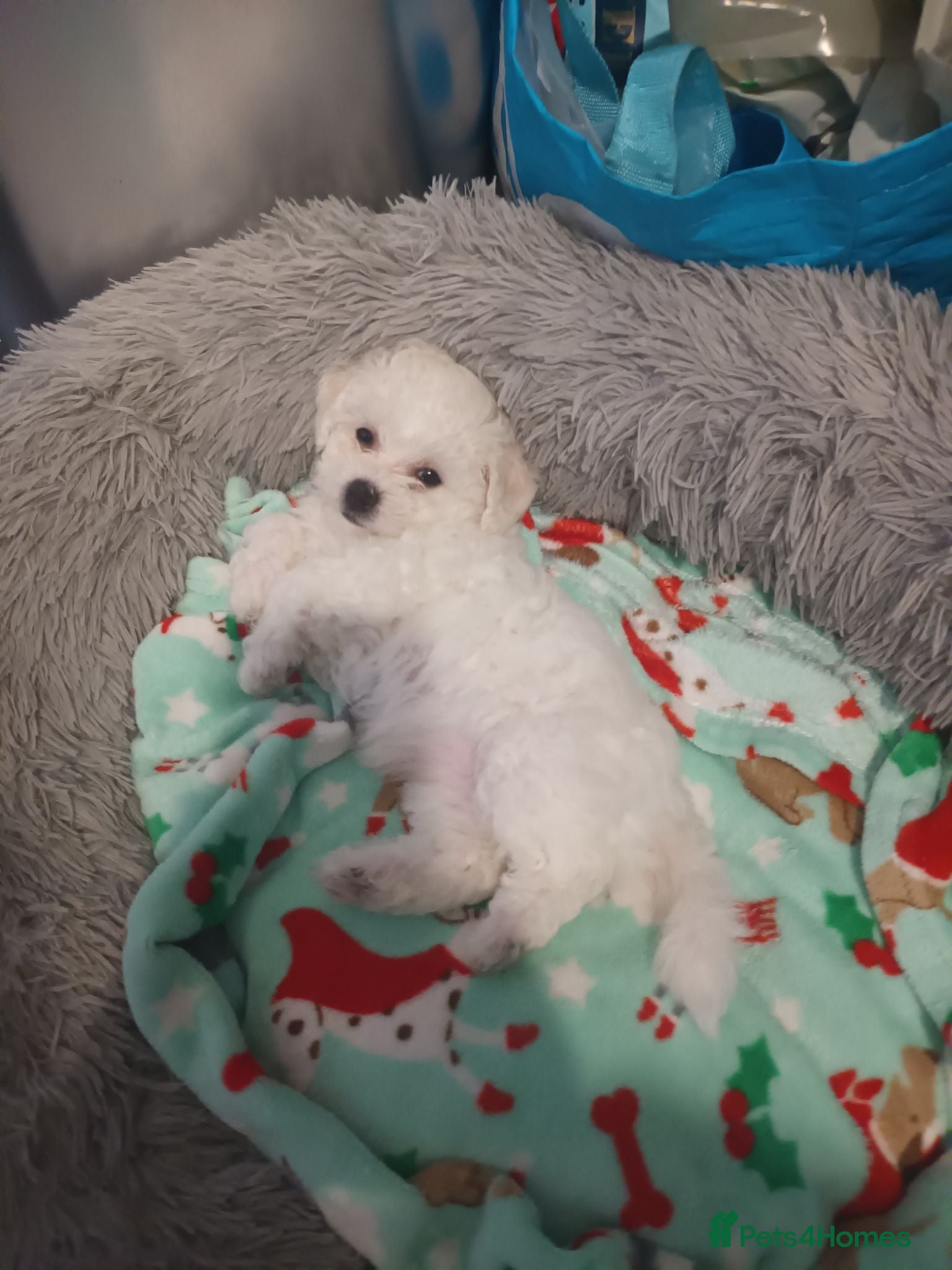 Bichon Frise dogs Bichon Frise Puppies, 2 male 2 female - Advert 15