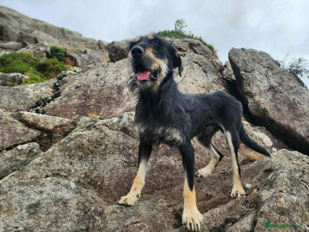 Huntaway dogs for sale: Rare Grizzly Huntaway Boy - Great Character in Crymych - Advert 2