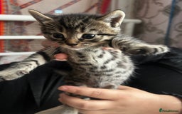 Siamese cats for sale: Mix cats tortoiseshell cat with Siamese cat  - Image 6