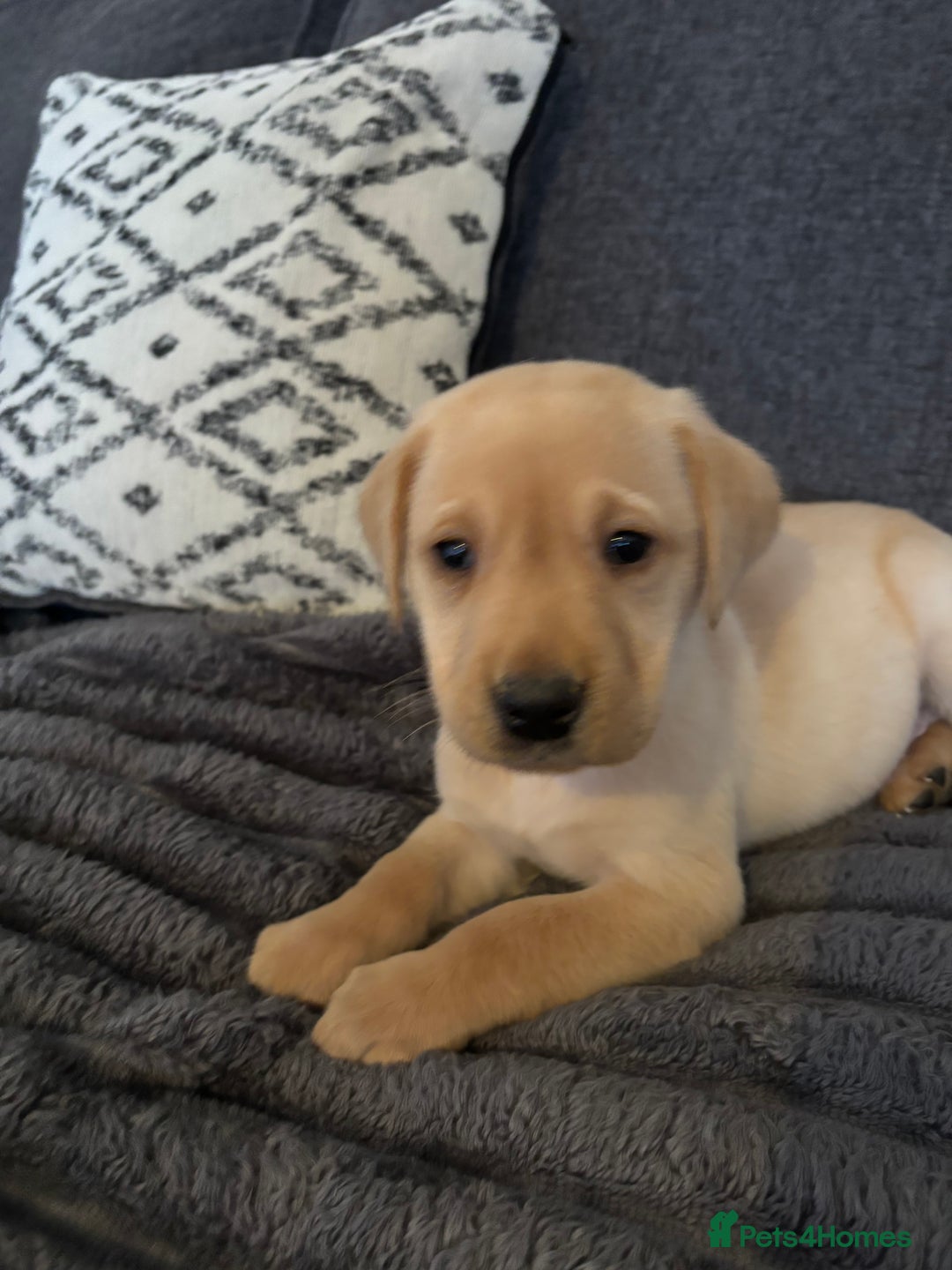 Labrador Retriever dogs for sale: KC registered Labrador retriever pups - Advert 7
