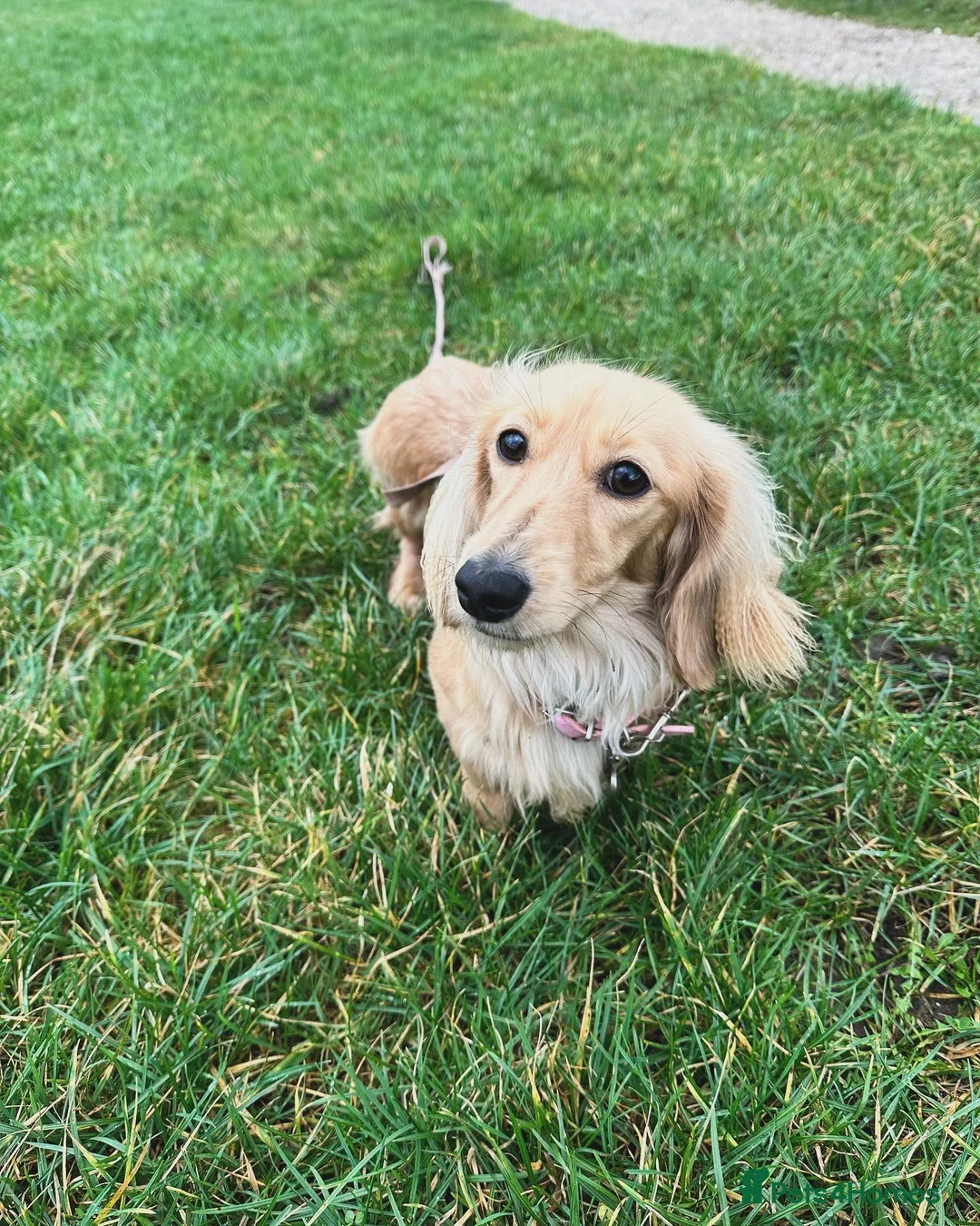 Miniature Dachshund dogs for sale: ⭐️⭐️⭐️⭐️⭐️ 5 star licensed breeder waiting list - Advert 1