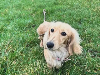 Miniature Dachshund dogs ⭐️⭐️⭐️⭐️⭐️ 5 star licensed breeder waiting list - Advert 6
