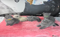 Scottish Fold cats for sale: Scottish fold adorable kitties 🐾  - Image 3