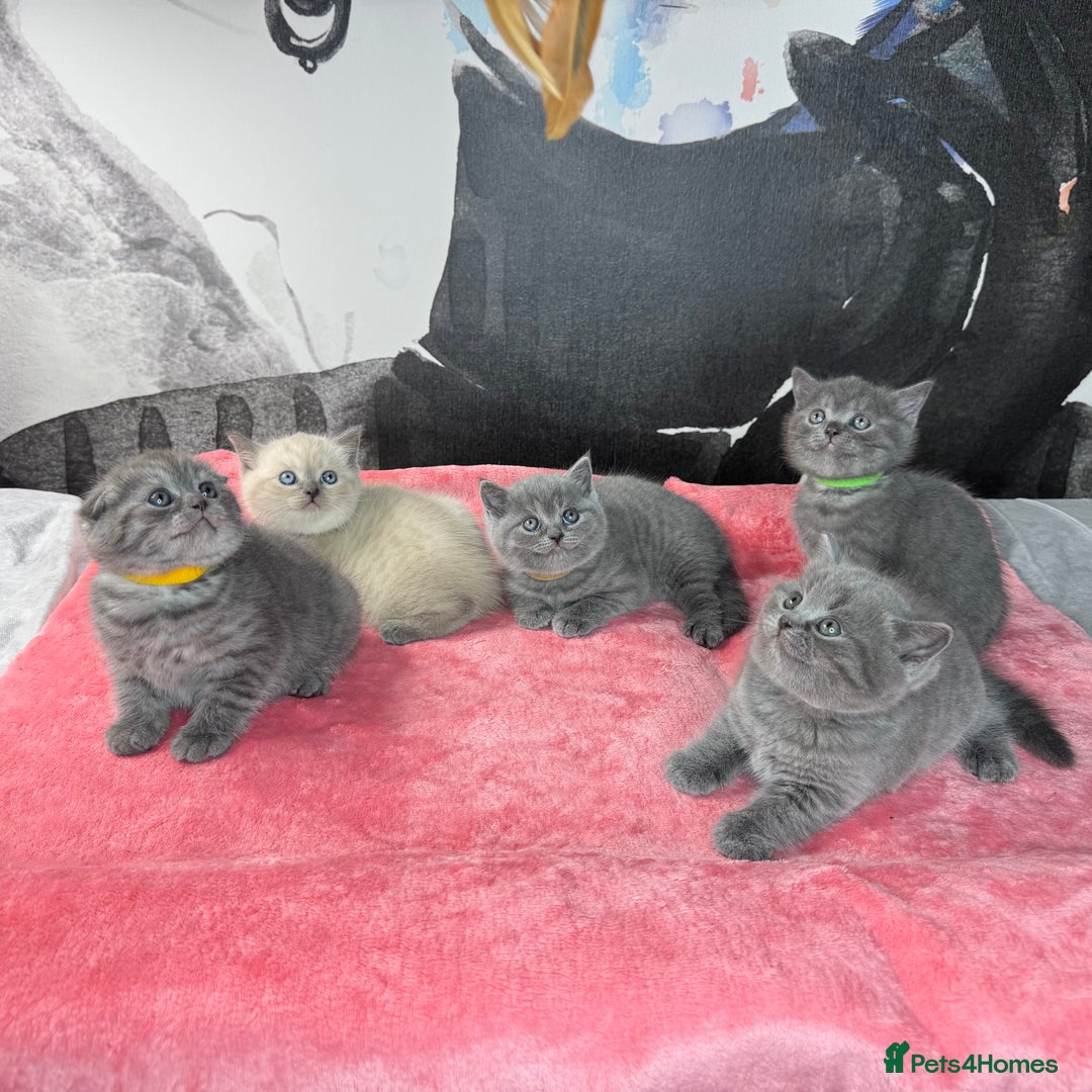 Scottish Fold cats for sale: Scottish fold adorable kitties 🐾  - Image 3