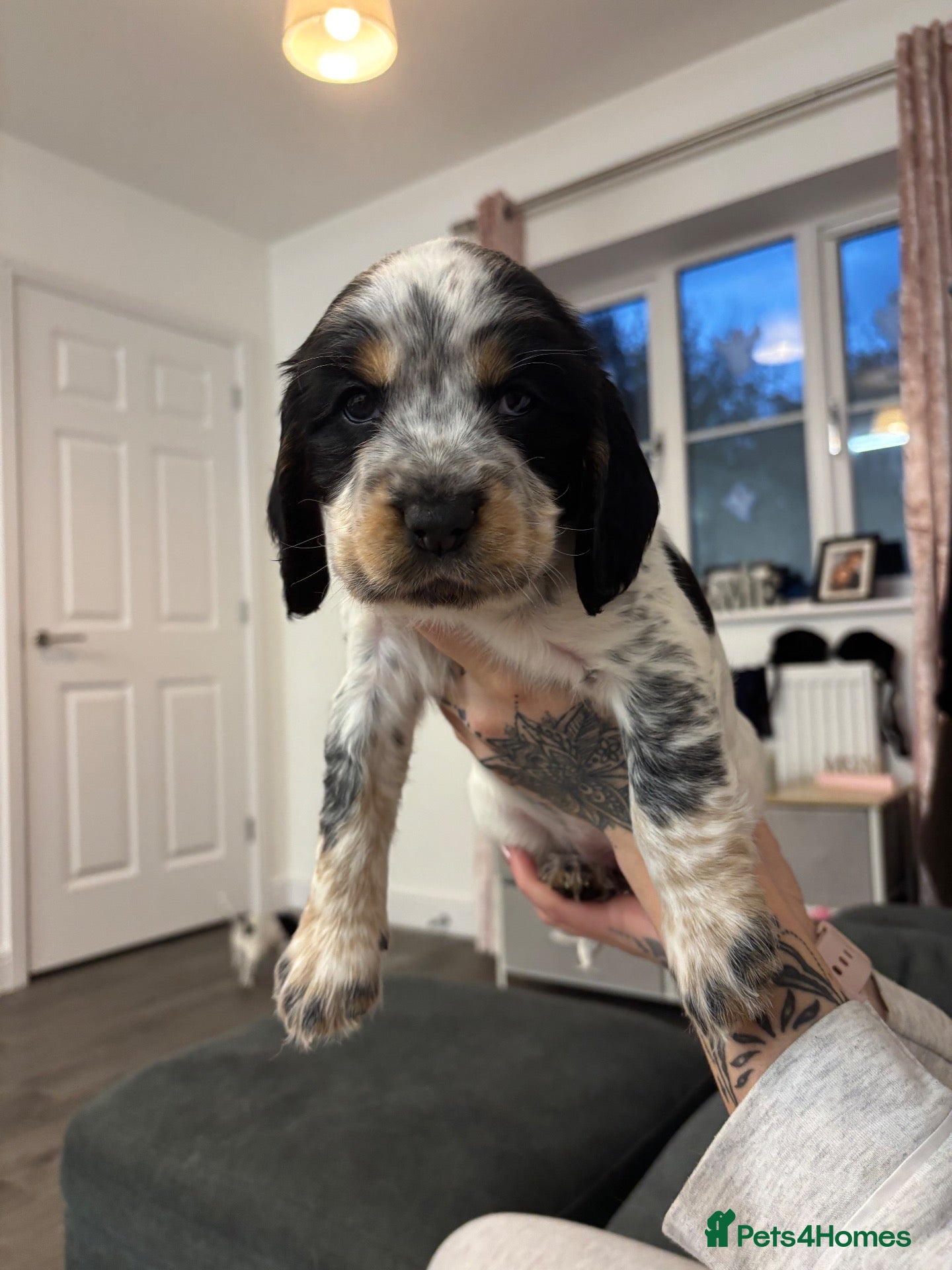 Sprocker dogs 6  beautiful sprocker cross puppy’s for sale - Advert 19