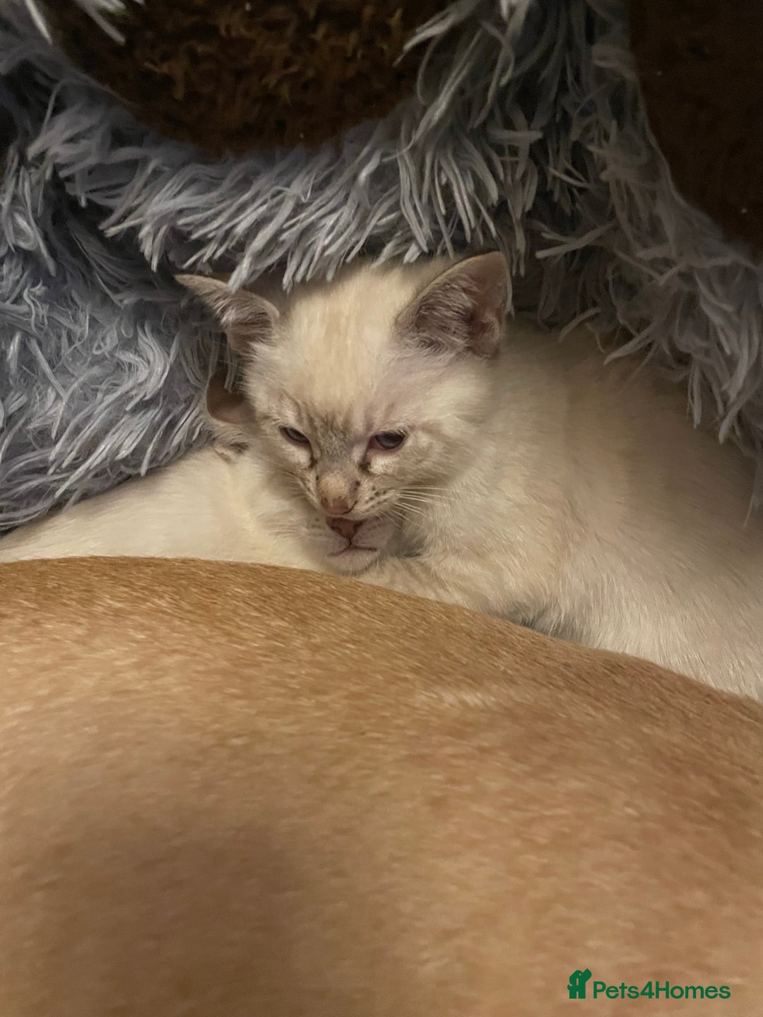 Bengal cats for sale: ABSOLUTELY BEAUTIFUL KITTENS 🐈‍⬛ XX - Advert 26