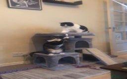 British Shorthair cats for sale: Roxxy - with a double X  - Image 3