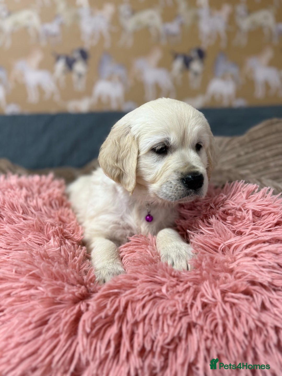 Golden Retriever dogs for sale: Kc registered DNA clear Golden Retriever Puppies - Advert 13
