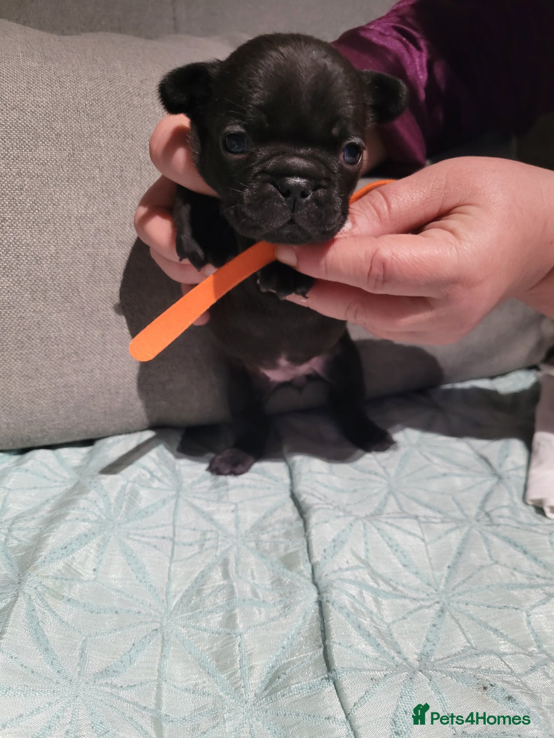 French Bulldog dogs for sale: 2 Girls and 4 Boys - Advert 18