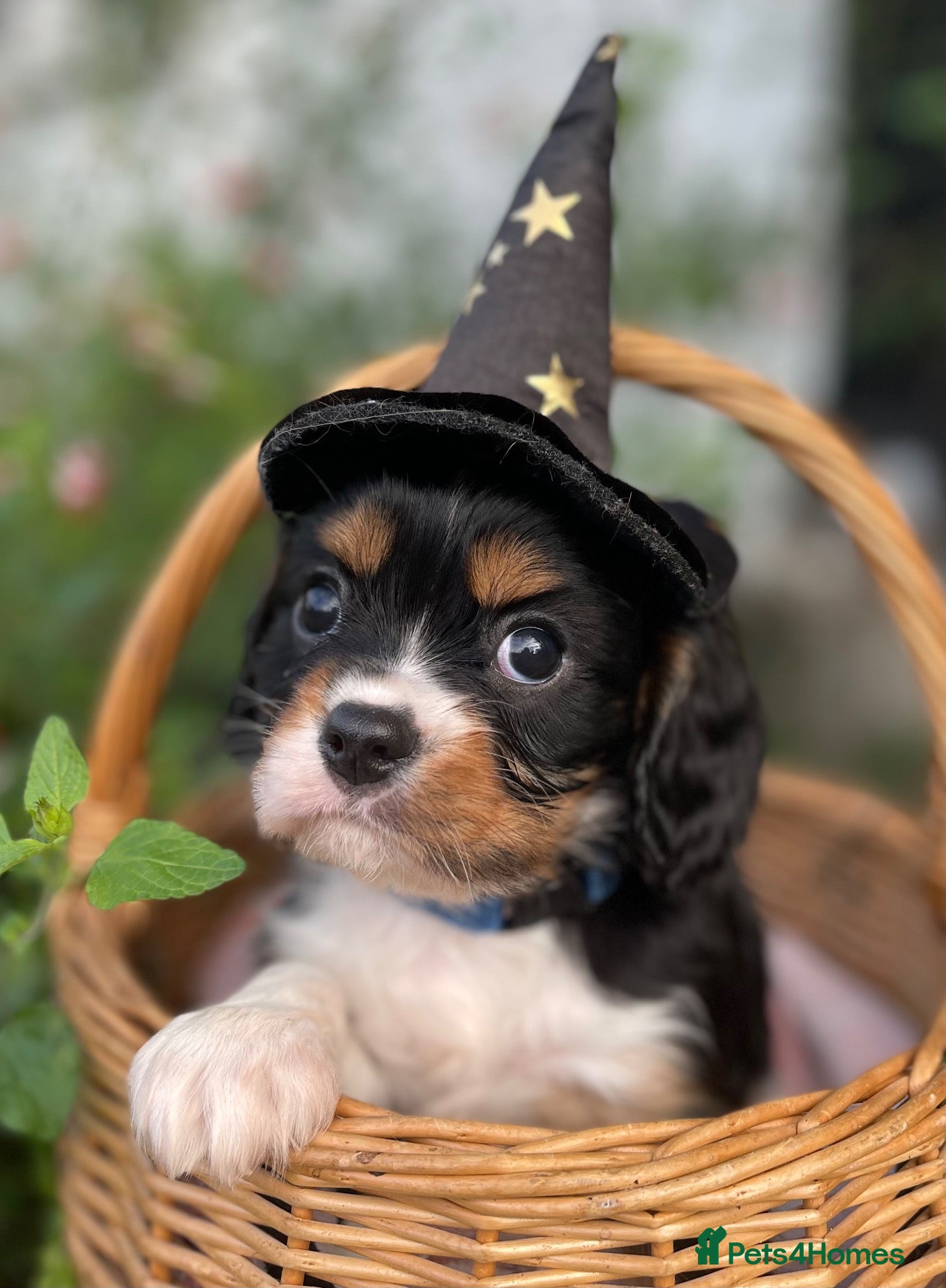 Cavalier King Charles Spaniel dogs Adorable RKC registered Health tested parents  - Advert 1