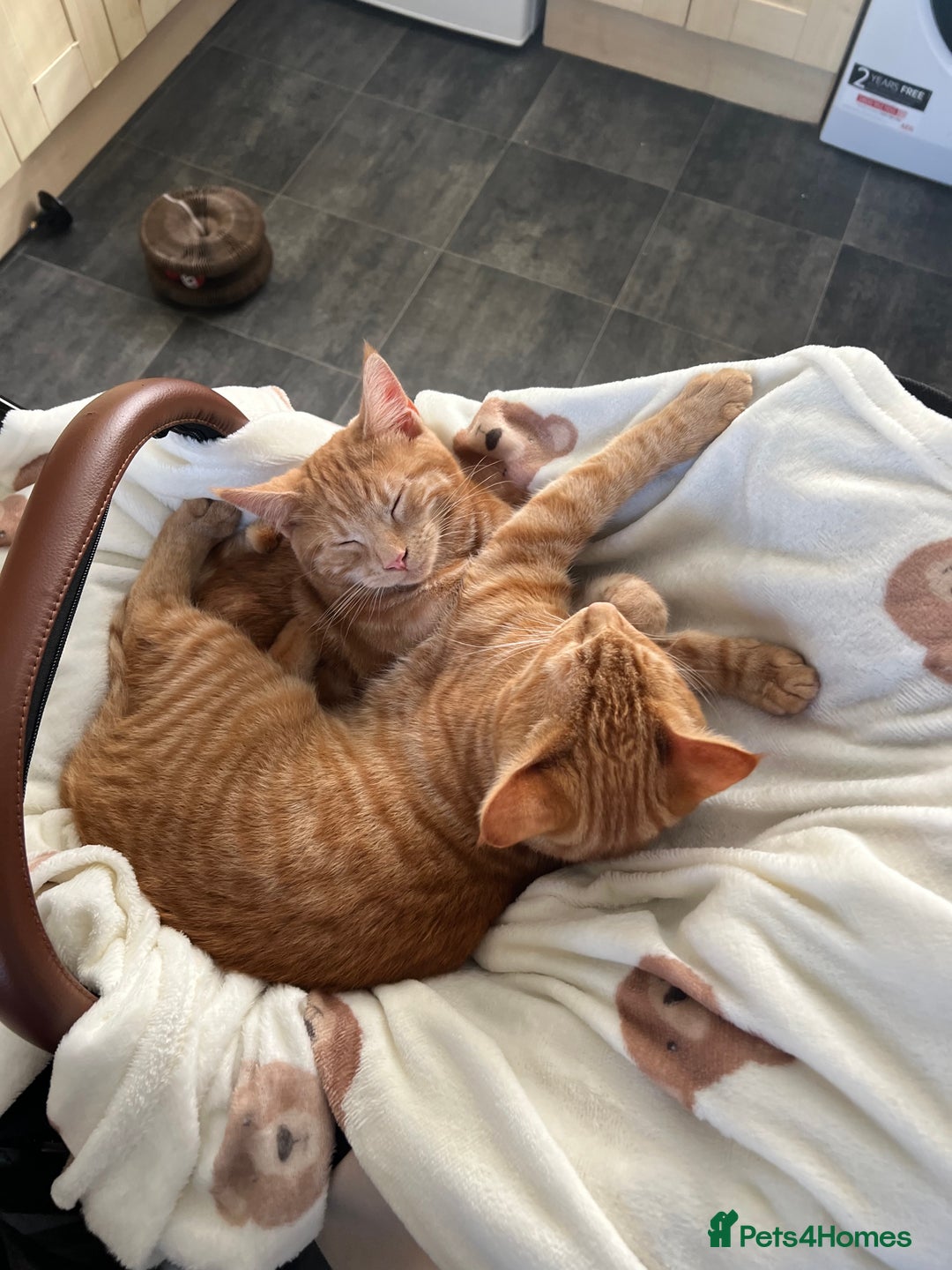 Domestic Shorthair cats for sale: Two ginger boys for sale / half maine coon - Image 2
