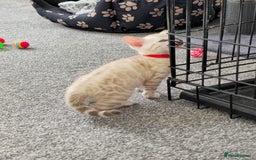 Bengal cats for sale: SNOW BENGAL BLUE EYES TICA PET/ACTIVE - Image 27