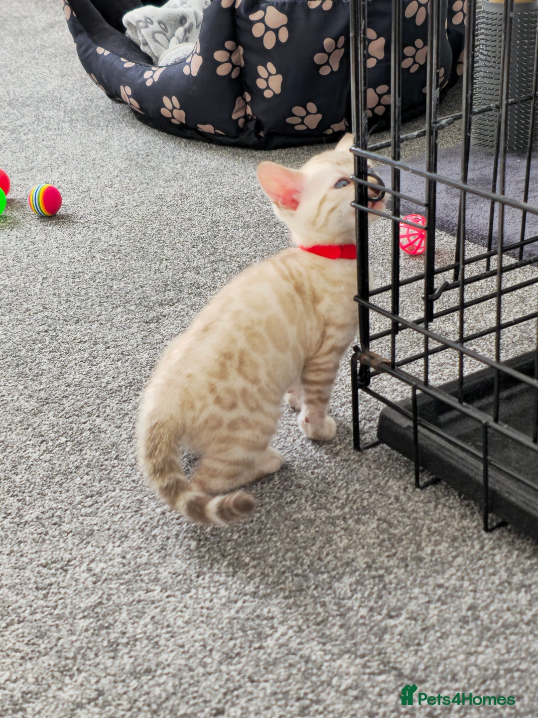 Bengal cats for sale: SNOW BENGAL BLUE EYES TICA PET/ACTIVE - Image 27