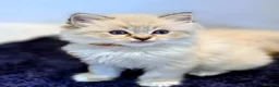 Ragdoll cats for sale: Ragdoll Kittens  in Newport - Advert 9