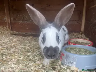 Mixed Breed rabbits old English doe 1 year old - Advert 8