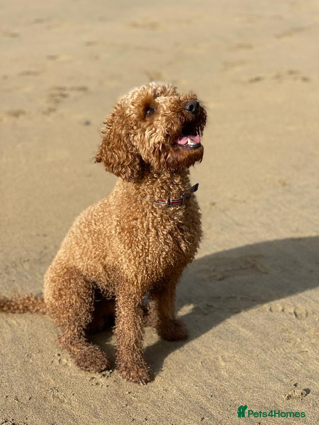 Miniature Poodle dogs for sale: Ready to Steal Your ❤️ Miniature Poodle Puppies - Image 12