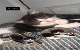 Mixed Breed cats for sale: 5 beautiful kittens  - Advert 4